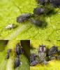 Aphis fabae